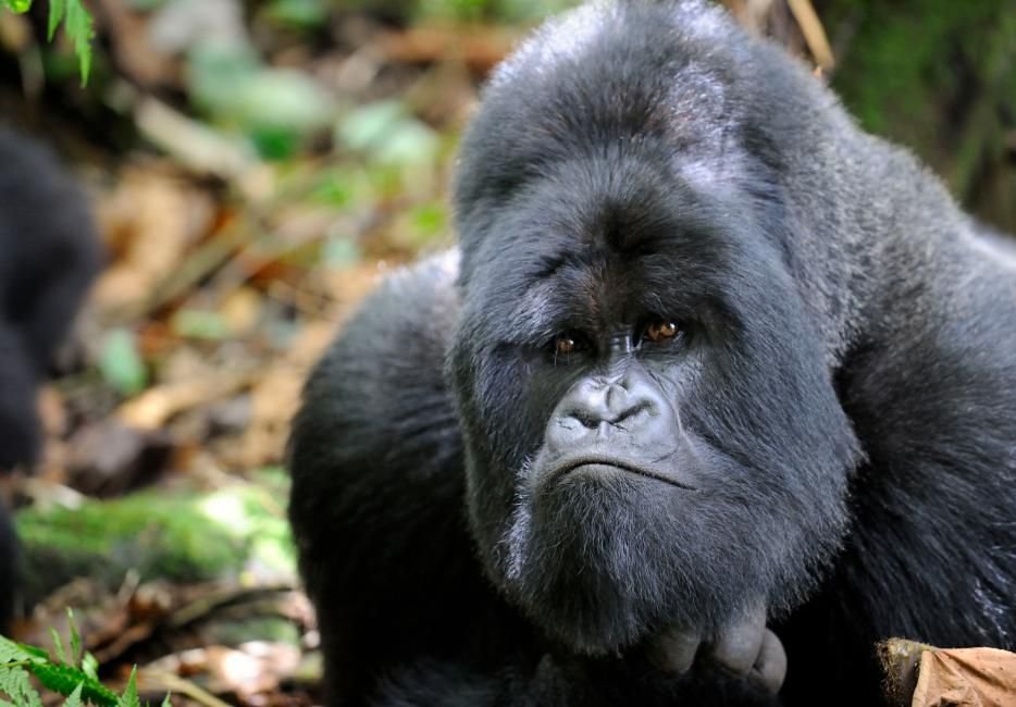 Mountain Gorilla